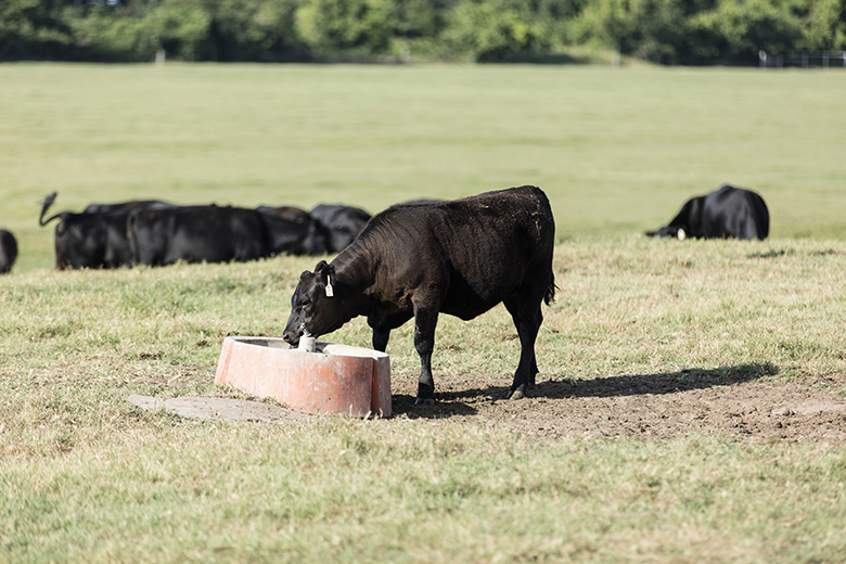 A cow grazing in an large open field